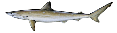 shark image