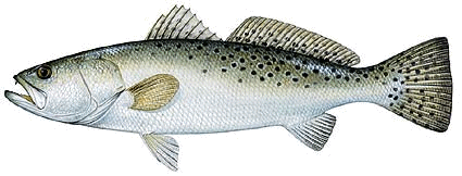 speckled trout image