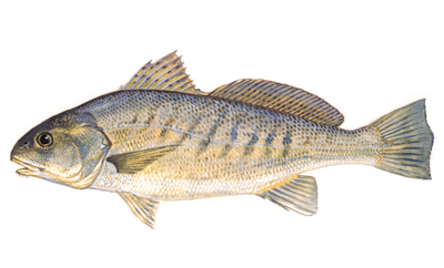 croaker image