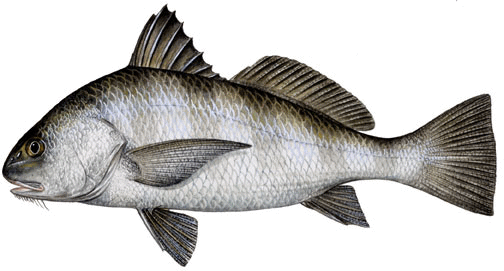 black drum image