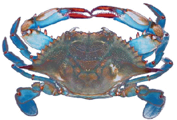 Chesapeake Bay blue crab image