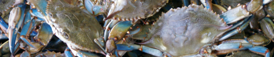 VA Chesapeake Bay Blue Crab photo