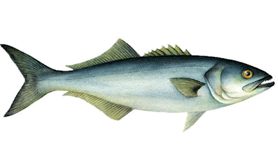 bluefish image