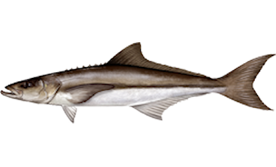 cobia image