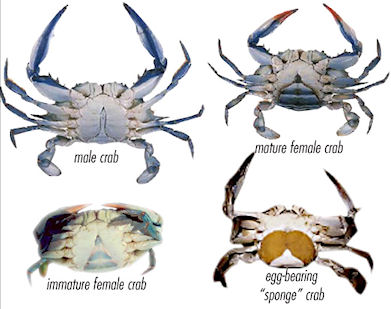 Chesapeake Bay Blue Crab comparison image
