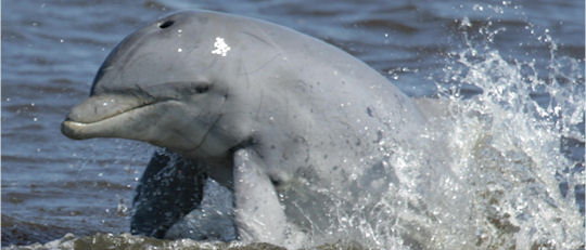 VA Chesapeake Bay dolphin watching photo