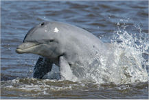 James River, Virginia dolphin sightseeing charter photo
