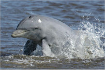 Hampton, Virginia dolphin sightseeing charter photo