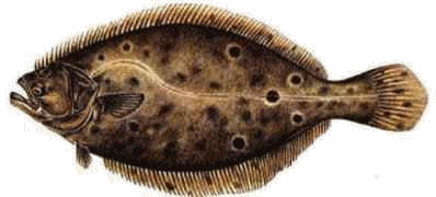 summer flounder image
