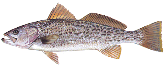grey trout image