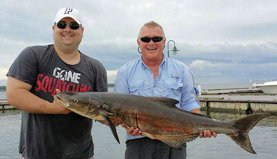 Virginia Chesapeake Bay Cobia Fishing Charter photo