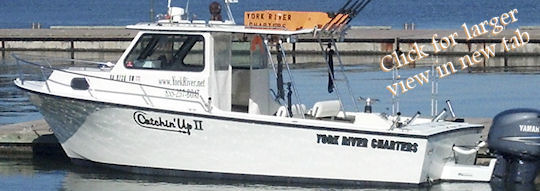 Virginia striped bass charter boat photo