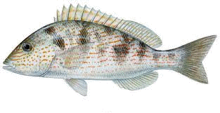 Pigfish image