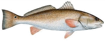 red drum image