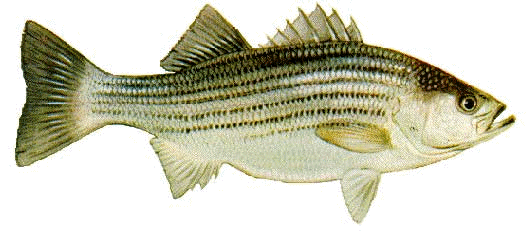 striped bass image