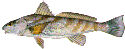 sea mullet image