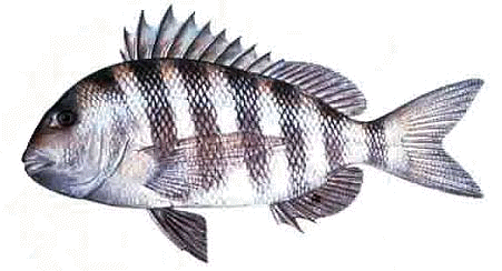 sheepshead image