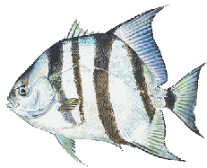 Atlantic Spadefish image