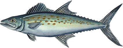 Spanish mackeral image