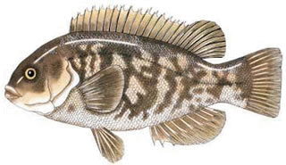 tautog image