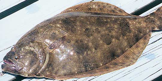 VA Chesapeake Bay Flounder photo