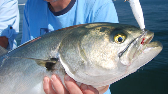 Virginia Chesapeake Bay Trolling Fishing Charter boat photo