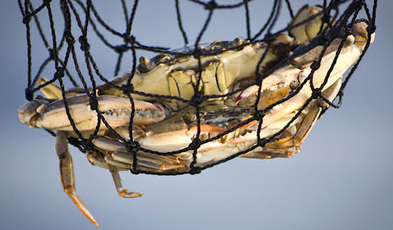 Virginia Chesapeake Bay Crabbing Charter boat photo