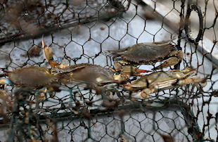 Photo of Chesapeake Bay Blue Crabs in commercial pot