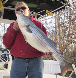 Chesapeake Bay Rockfish photo