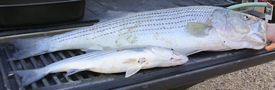 Chesapeake Bay Striped Bass photo