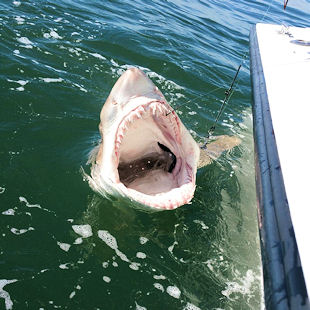 Chesapeake Bay Shark fishing photo