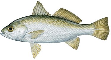 silver perch image